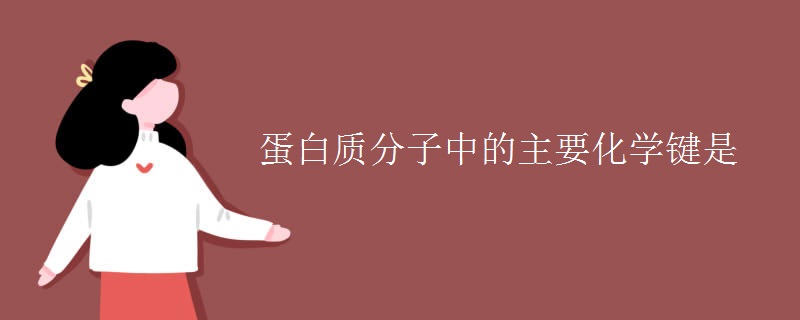 蛋白质分子中的主要化学键是 蛋白质分子中的主要化学键是