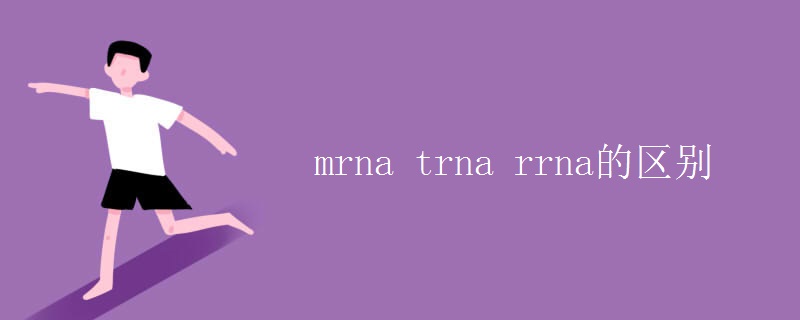 mrna trna rrna的区别 mrna trna rrna的区别
