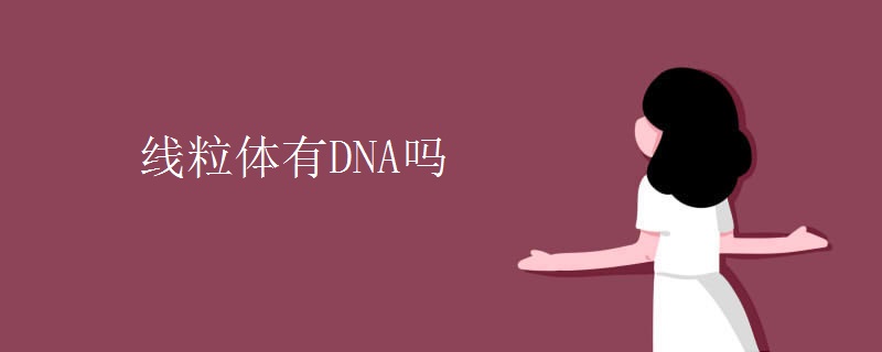 线粒体有DNA吗 线粒体有DNA吗