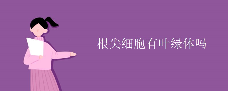 根尖细胞有叶绿体吗 根尖细胞有叶绿体吗