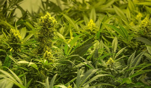 最奇葩的大学专业有哪些 最奇葩的大学专业有哪些