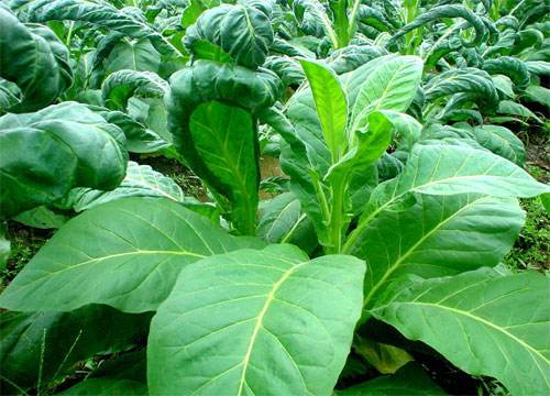 烟草专业大学排名 烟草专业大学排名