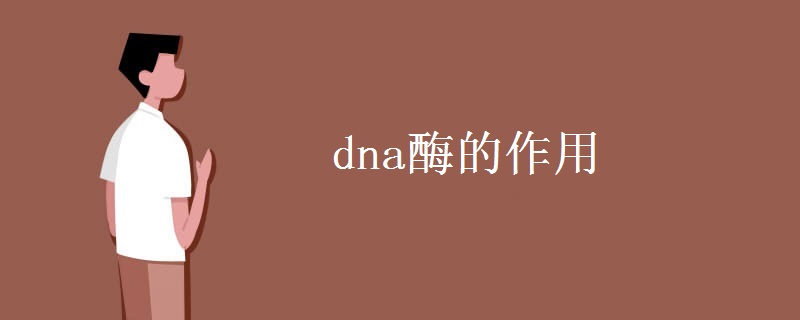 dna酶的作用 dna酶的作用
